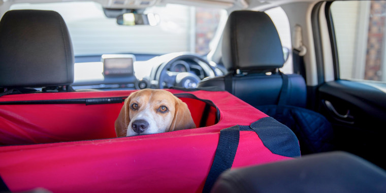 Car Back Seat